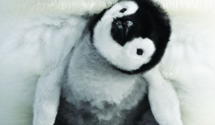 La marcia dei pinguini - il ritorno: le più belle foto di scena