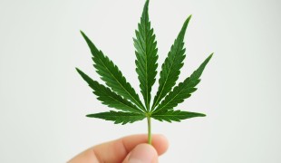 Jim Belushi coltiva marijuana: la cannabis avrebbe potuto salvare la vita di John
