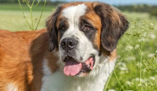 I 10 film in cui i cani sono protagonisti indiscussi