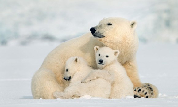 Disney pubblica il trailer di 'Polar Bear': ecco la data di uscita del toccante film