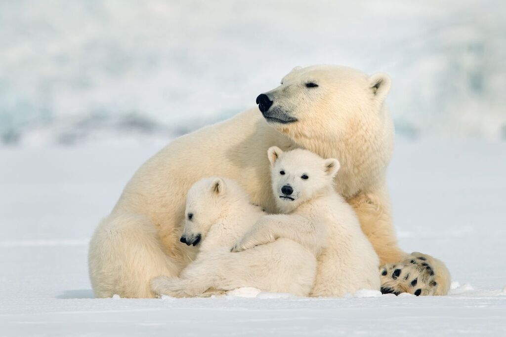 Orso polare con cuccioli