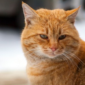 'A spasso con Bob', qualche curiosità sul film basato sulla storia vera di James Bowen