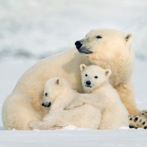 Disney pubblica il trailer di 'Polar Bear': ecco la data di uscita del toccante film