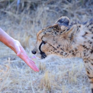 I migliori safari in Africa:  incontrare i leoni in modo etico